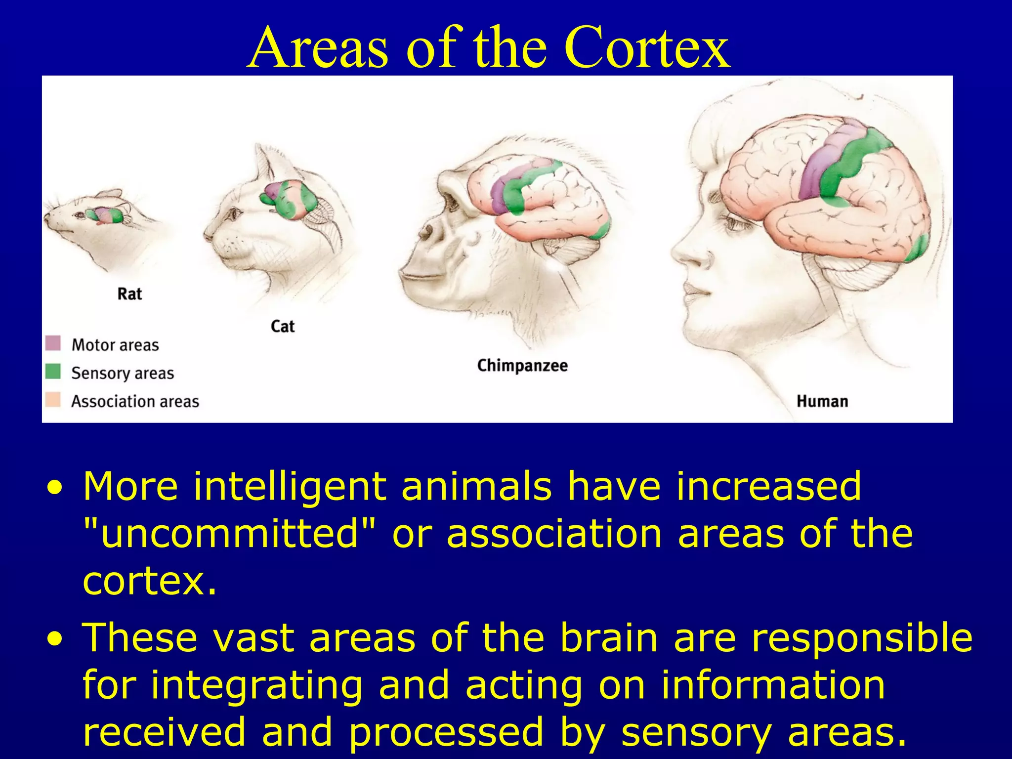 Areas of the Cortex
• More intelligent animals have increased
"uncommitted" or association areas of the
cortex.
• These vast areas of the brain are responsible
for integrating and acting on information
received and processed by sensory areas.
 