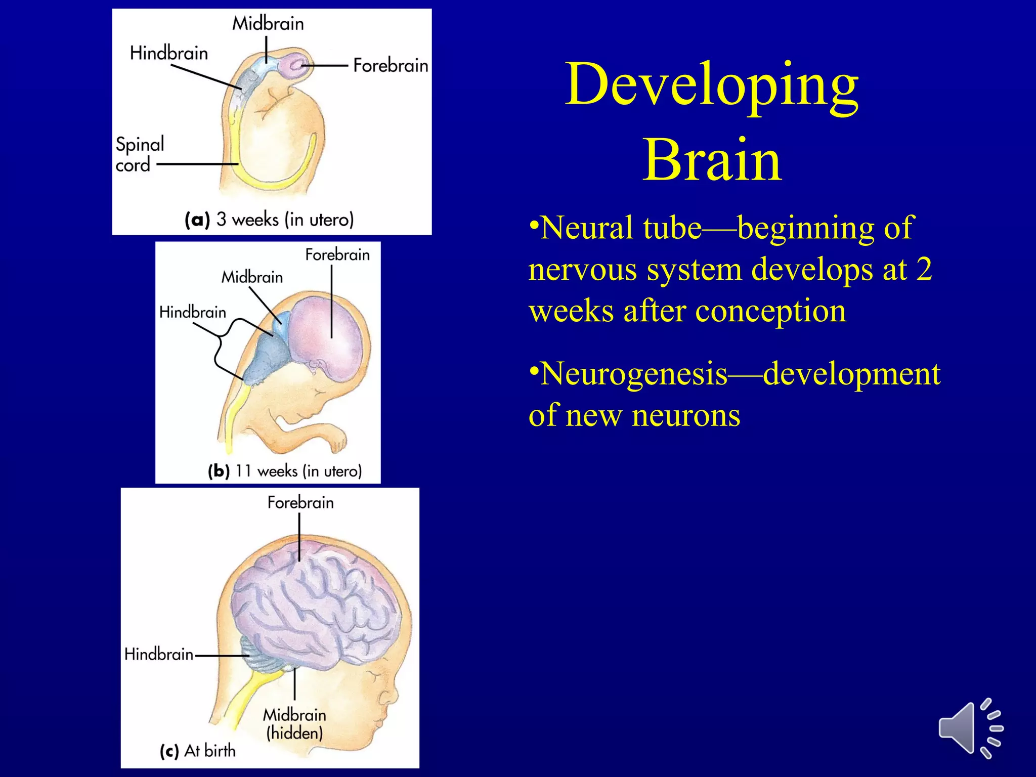 Developing
Brain
•Neural tube—beginning of
nervous system develops at 2
weeks after conception
•Neurogenesis—development
of new neurons
 