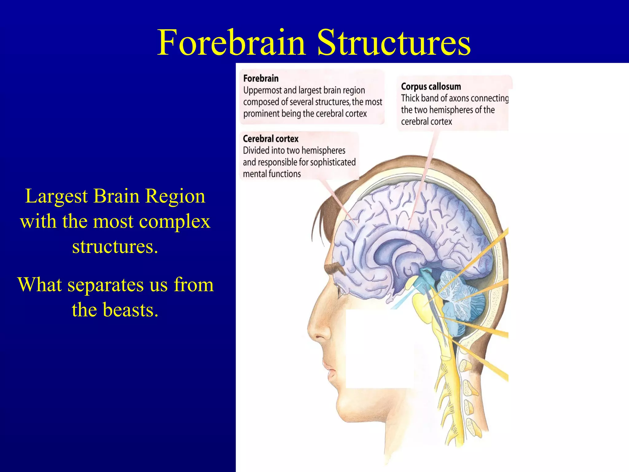 Forebrain Structures
Largest Brain Region
with the most complex
structures.
What separates us from
the beasts.
 