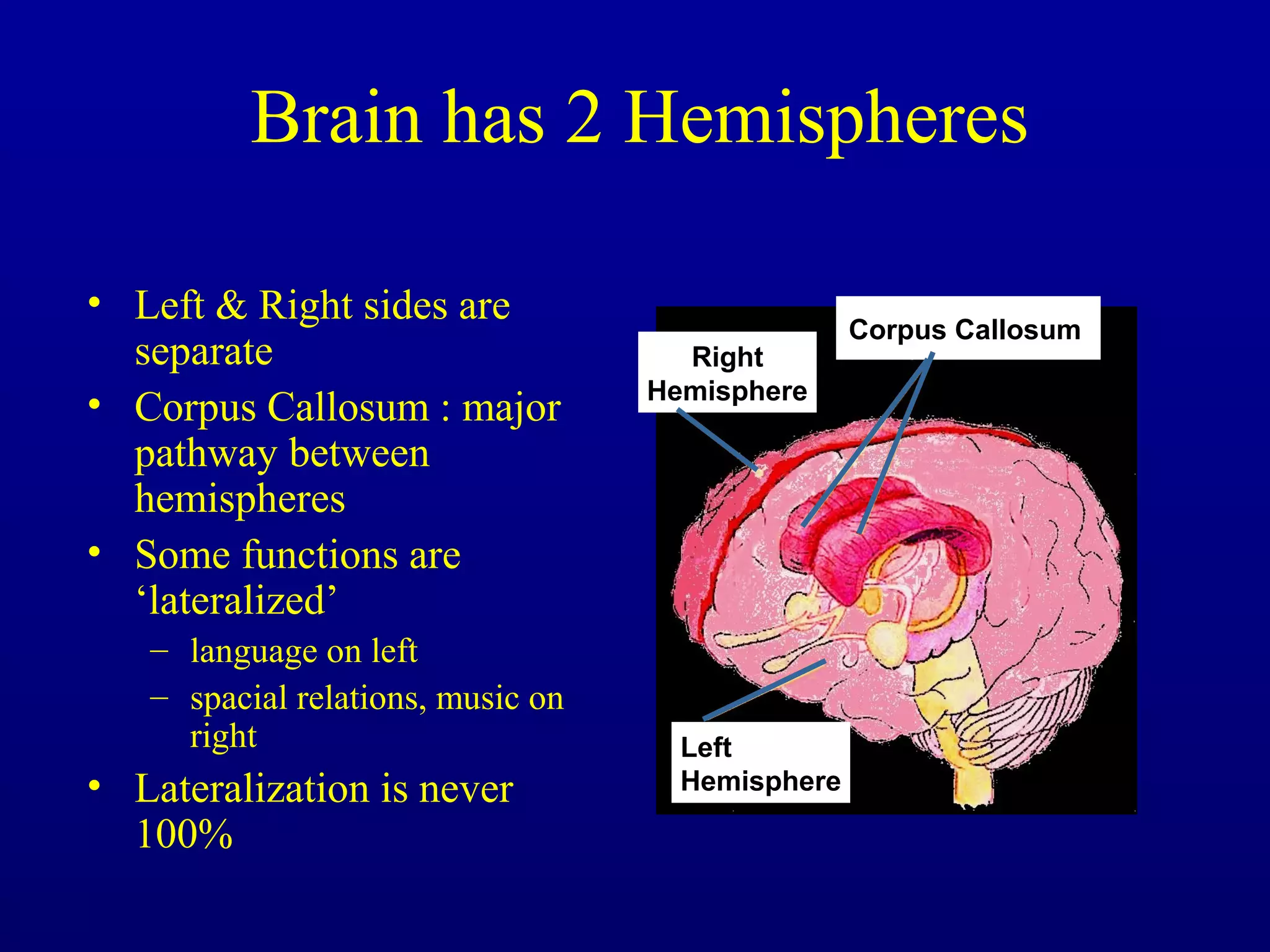 • Left & Right sides are
separate
• Corpus Callosum : major
pathway between
hemispheres
• Some functions are
‘lateralized’
– language on left
– spacial relations, music on
right
• Lateralization is never
100%
Brain has 2 Hemispheres
Left
Hemisphere
Corpus Callosum
Right
Hemisphere
 