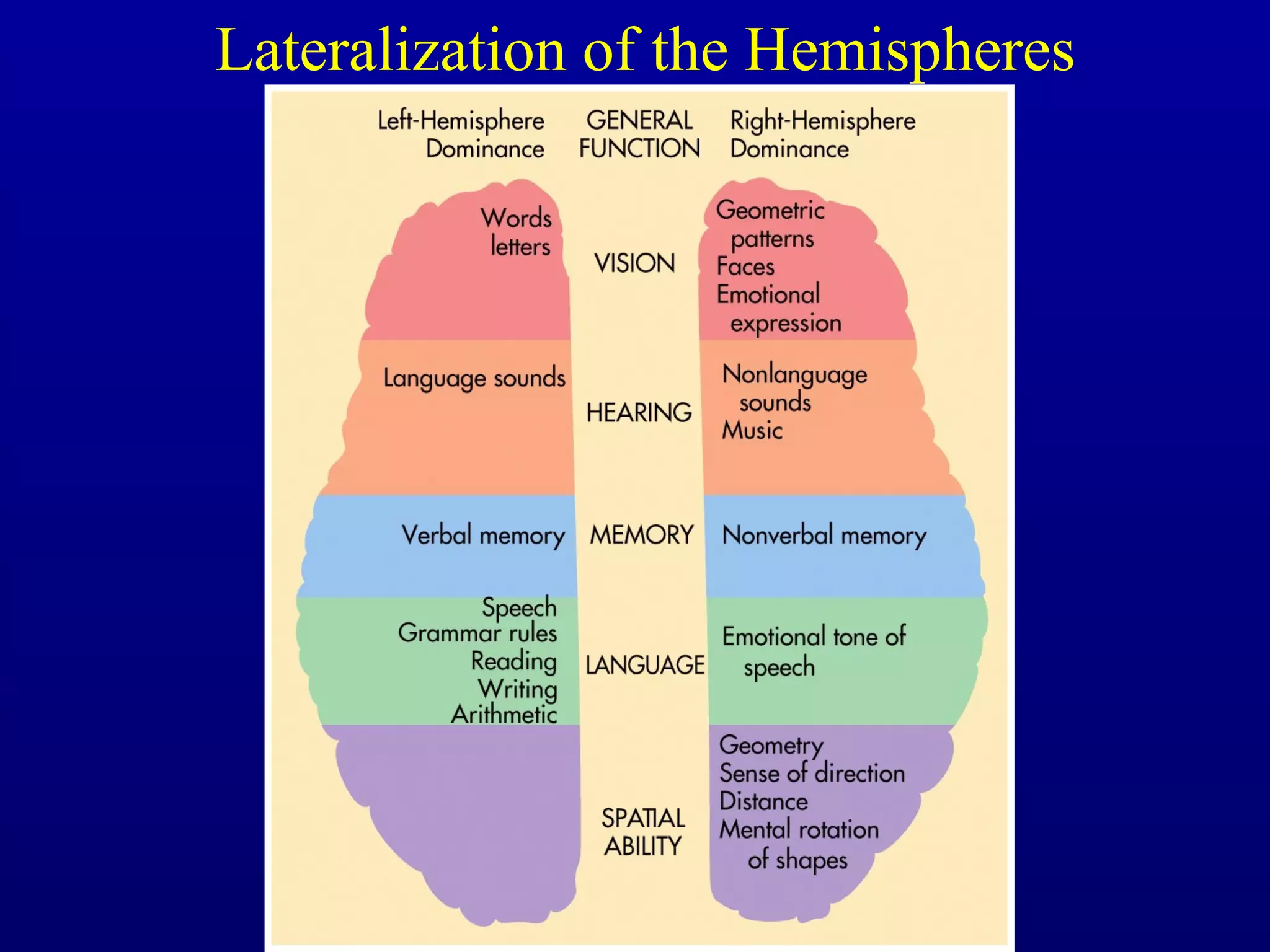 Lateralization of the Hemispheres
 