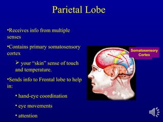 Parietal
Lobe
Somatosensory
Cortex
Parietal Lobe
•Receives info from multiple
senses
•Contains primary somatosensory
cortex
 your “skin” sense of touch
and temperature.
•Sends info to Frontal lobe to help
in:
• hand-eye coordination
• eye movements
• attention
 