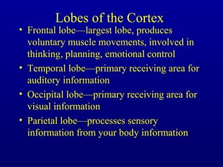 Lobes of the Cortex
• Frontal lobe—largest lobe, produces
voluntary muscle movements, involved in
thinking, planning, emotional control
• Temporal lobe—primary receiving area for
auditory information
• Occipital lobe—primary receiving area for
visual information
• Parietal lobe—processes sensory
information from your body information
 