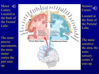 Motor
Cortex:
Located at
the back of
the Frontal
Lobe.
The more
precise
movements,
the more
motor
cortex the
part uses
up.
Sensory
Cortex:
Located at
the front of
the Parietal
Lobe.
The more
sensitive
the area, the
more
sensory
cortex it
uses up.
 