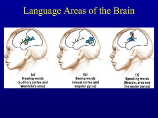 Language Areas of the Brain
 