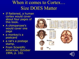 When it comes to Cortex…
Size DOES Matter
• If flattened, a human
cortex would cover
about four pages of
this book.
• A chimpanzee's
would cover one
page
• a monkey's a
postcard
• a rat's a postage
stamp.
• From Scientific
American, October
1994, p. 102.
 