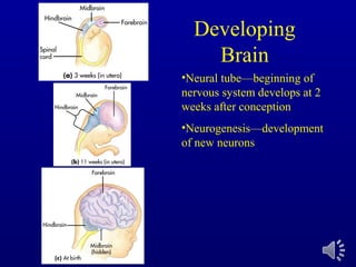 Developing
Brain
•Neural tube—beginning of
nervous system develops at 2
weeks after conception
•Neurogenesis—development
of new neurons
 