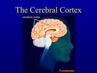 The Cerebral Cortex
 