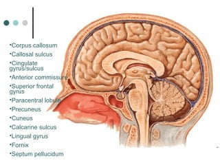 Anatomy of Cerebral Cortex and cortical areas.ppt