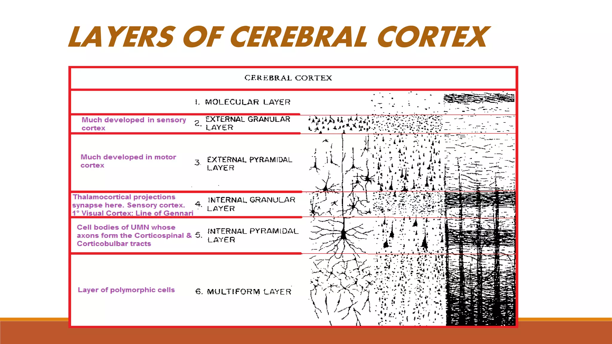 LAYERS OF CEREBRAL CORTEX
 