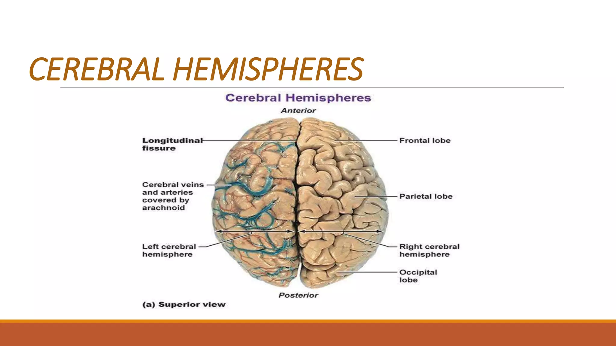 CEREBRAL HEMISPHERES
 