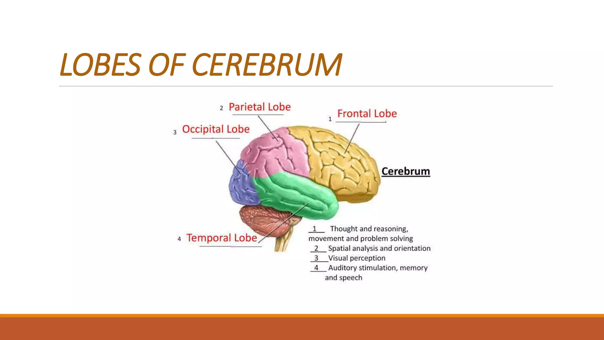 LOBES OF CEREBRUM
 