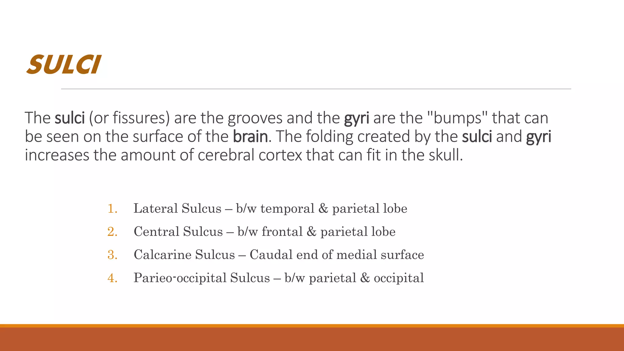 SULCI
The sulci (or fissures) are the grooves and the gyri are the "bumps" that can
be seen on the surface of the brain. The folding created by the sulci and gyri
increases the amount of cerebral cortex that can fit in the skull.
1. Lateral Sulcus – b/w temporal & parietal lobe
2. Central Sulcus – b/w frontal & parietal lobe
3. Calcarine Sulcus – Caudal end of medial surface
4. Parieo-occipital Sulcus – b/w parietal & occipital
 
