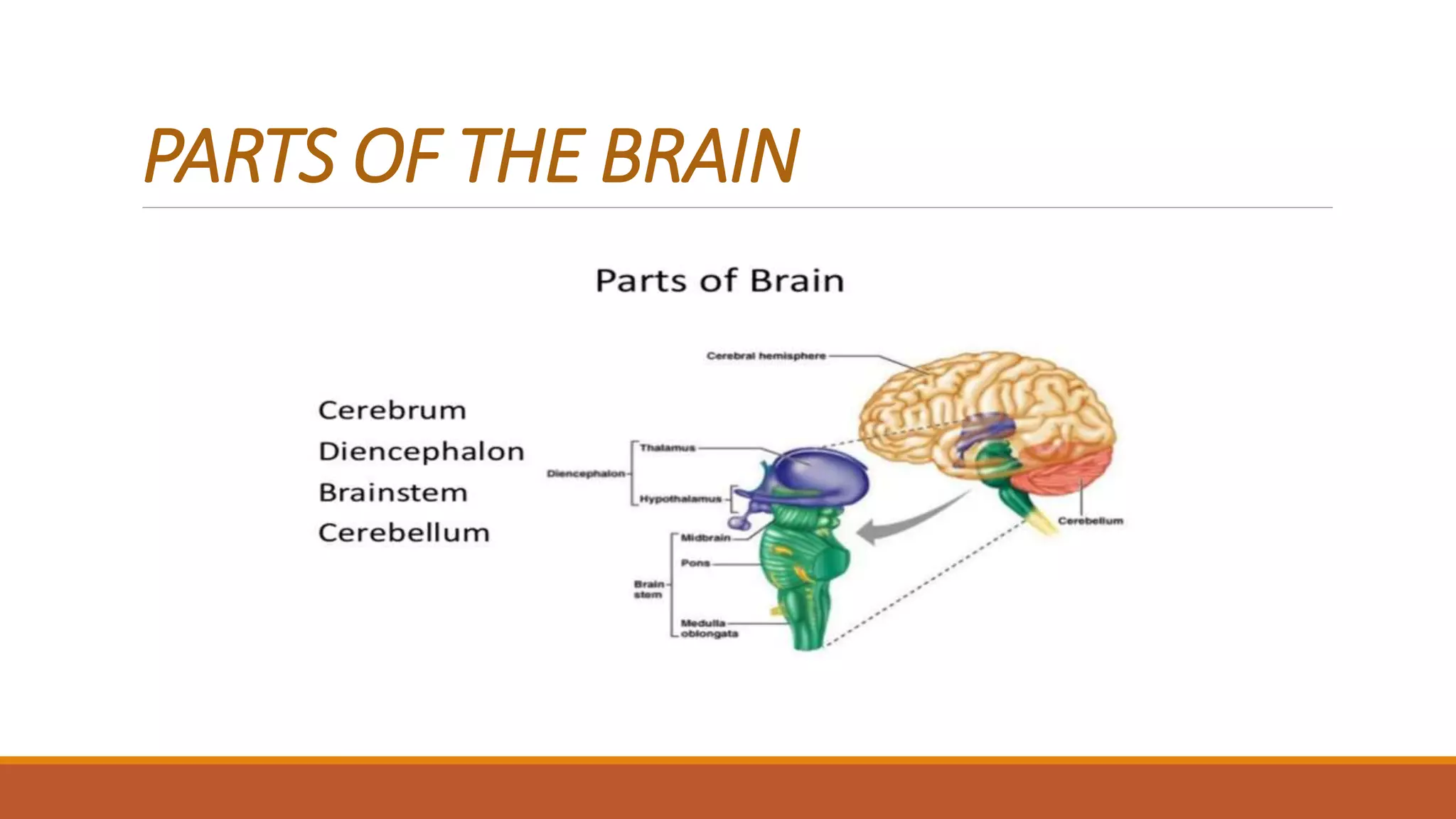 PARTS OF THE BRAIN
 