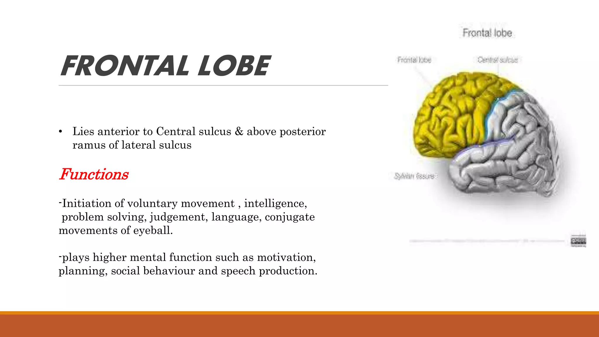 • Lies anterior to Central sulcus & above posterior
ramus of lateral sulcus
Functions
-Initiation of voluntary movement , intelligence,
problem solving, judgement, language, conjugate
movements of eyeball.
-plays higher mental function such as motivation,
planning, social behaviour and speech production.
FRONTAL LOBE
 