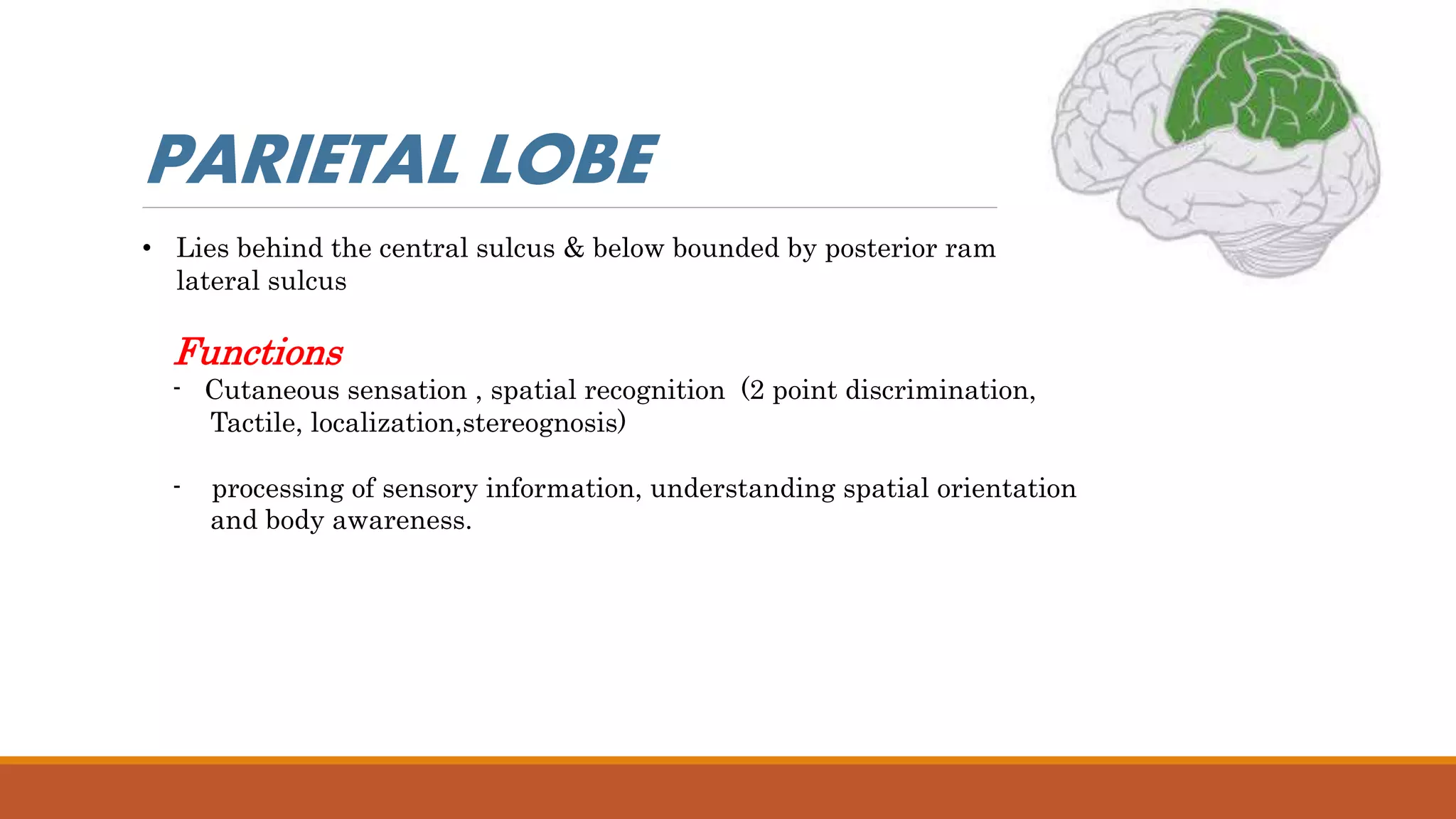 • Lies behind the central sulcus & below bounded by posterior ramus of
lateral sulcus
Functions
- Cutaneous sensation , spatial recognition (2 point discrimination,
Tactile, localization,stereognosis)
- processing of sensory information, understanding spatial orientation
and body awareness.
PARIETAL LOBE
 