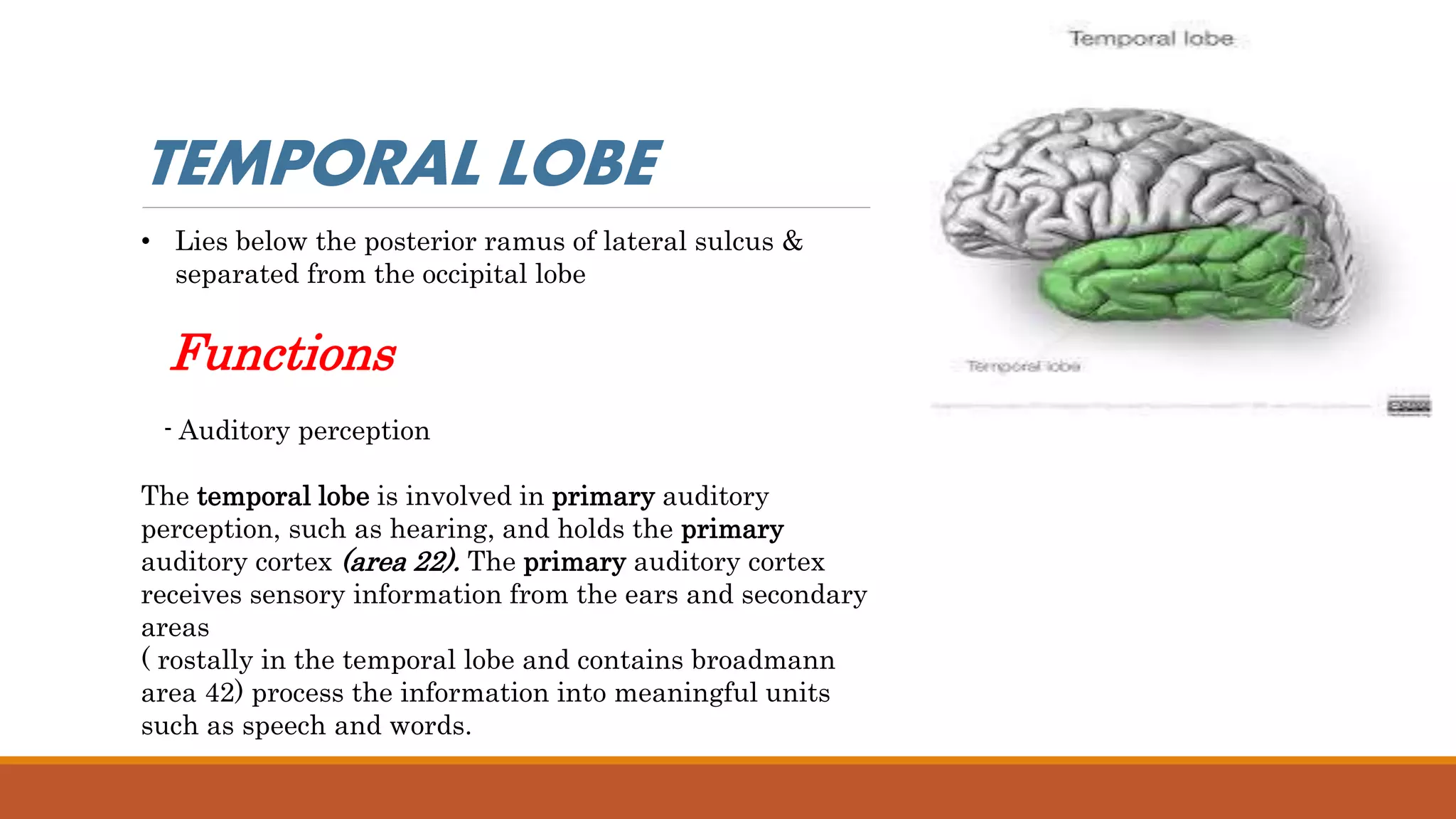 • Lies below the posterior ramus of lateral sulcus &
separated from the occipital lobe
Functions
- Auditory perception
The temporal lobe is involved in primary auditory
perception, such as hearing, and holds the primary
auditory cortex (area 22). The primary auditory cortex
receives sensory information from the ears and secondary
areas
( rostally in the temporal lobe and contains broadmann
area 42) process the information into meaningful units
such as speech and words.
TEMPORAL LOBE
 