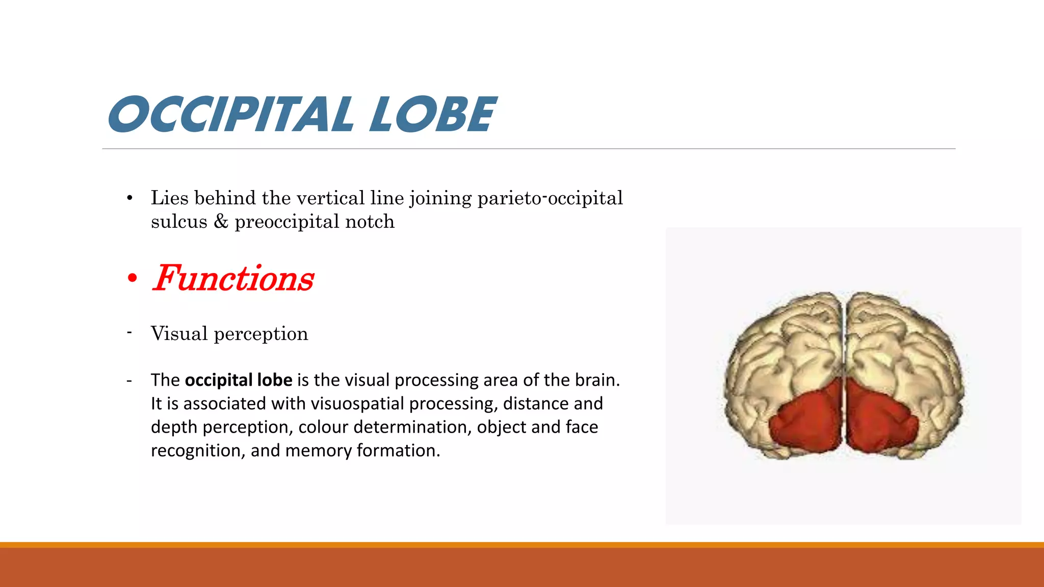 • Lies behind the vertical line joining parieto-occipital
sulcus & preoccipital notch
• Functions
- Visual perception
- The occipital lobe is the visual processing area of the brain.
It is associated with visuospatial processing, distance and
depth perception, colour determination, object and face
recognition, and memory formation.
OCCIPITAL LOBE
 