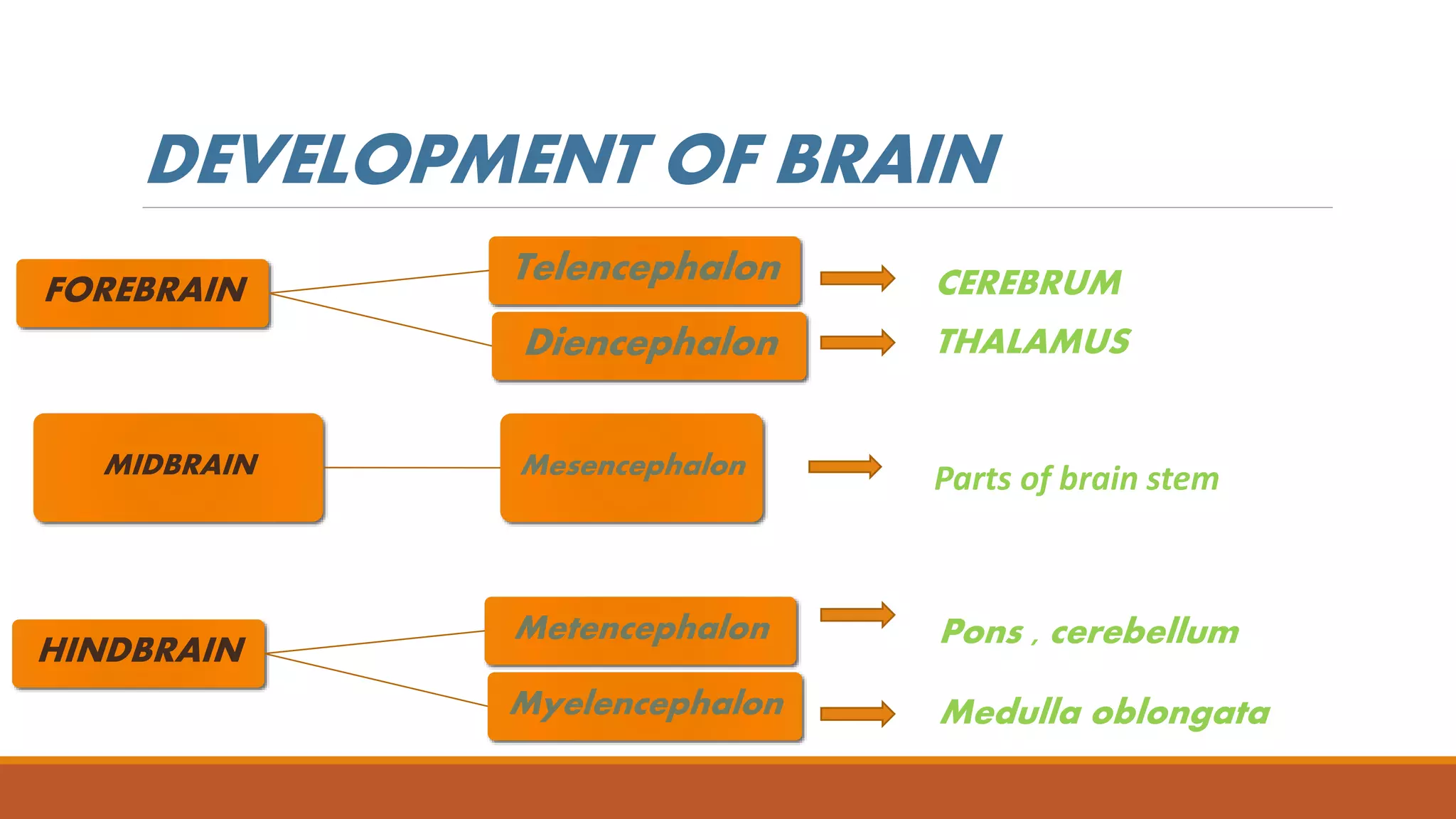 DEVELOPMENT OF BRAIN
FOREBRAIN
Telencephalon
Diencephalon
CEREBRUM
THALAMUS
MIDBRAIN Mesencephalon Parts of brain stem
HINDBRAIN
Metencephalon
Myelencephalon
Pons , cerebellum
Medulla oblongata
 