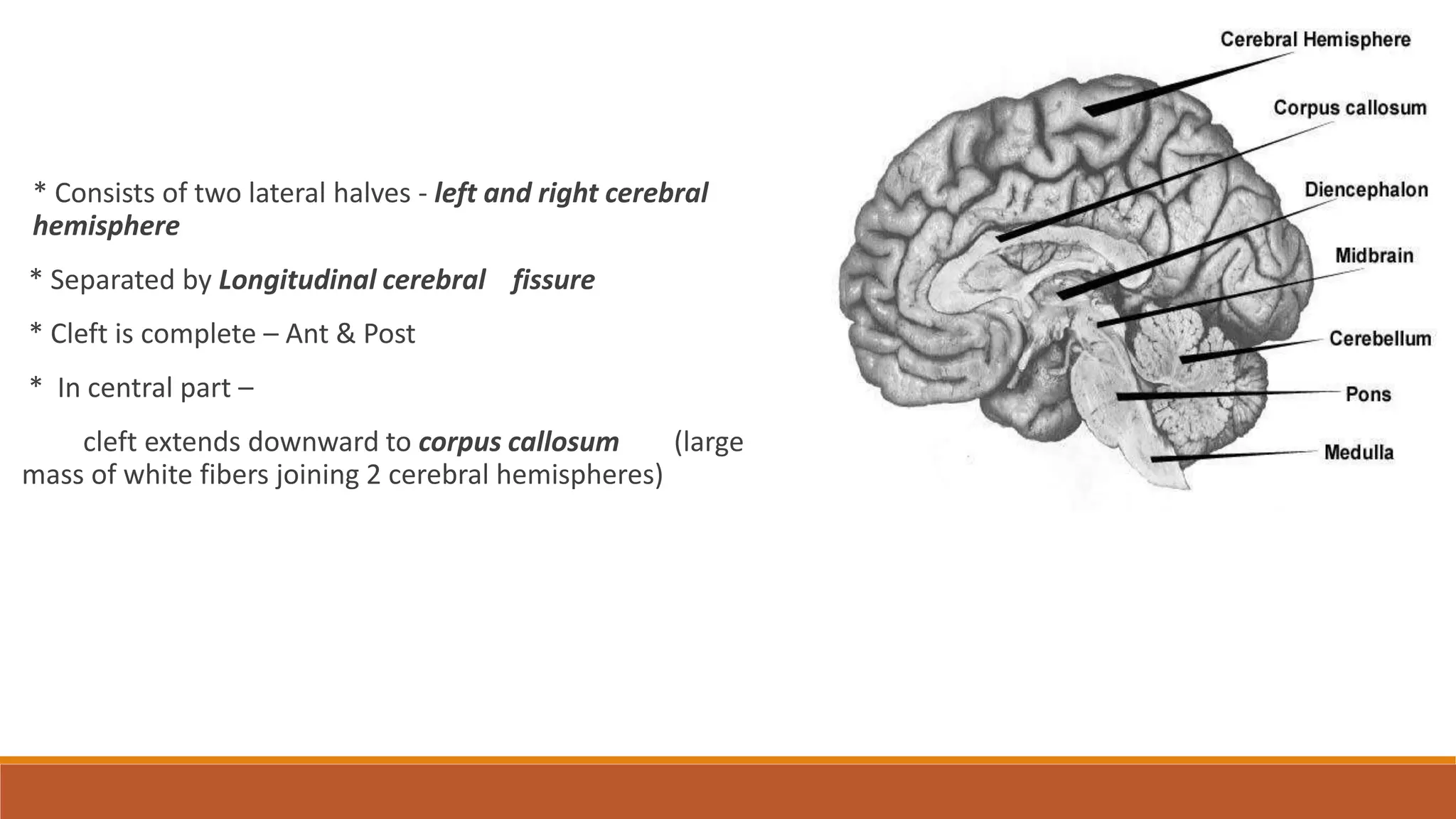 * Consists of two lateral halves - left and right cerebral
hemisphere
* Separated by Longitudinal cerebral fissure
* Cleft is complete – Ant & Post
* In central part –
cleft extends downward to corpus callosum (large
mass of white fibers joining 2 cerebral hemispheres)
 