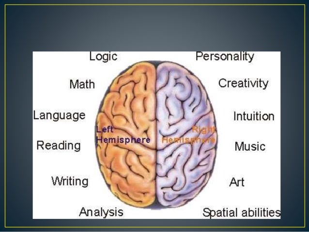 Cerebral cortex (frontal and parietal lobe)