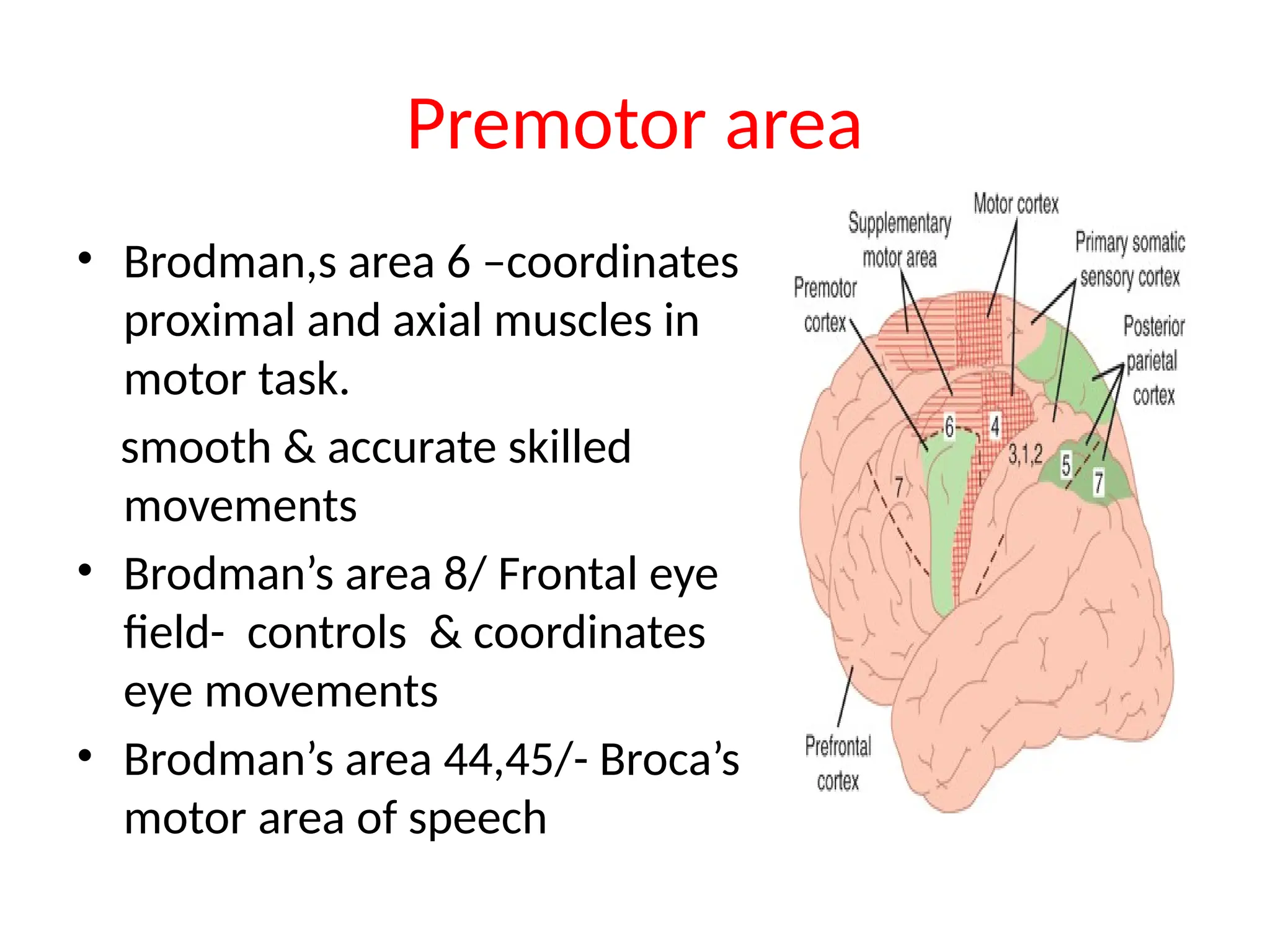Cerebral MOTOR cortex intro AND FUNCTIONS.pptx