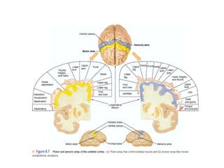 Cerebral MOTOR cortex intro AND FUNCTIONS.pptx