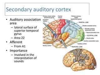 CEREBRAL CTX.pptx