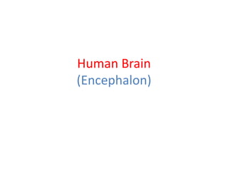 Human Brain
(Encephalon)
 