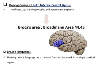  Damage/lesion at Left Inferior Frontal Gyrus:
 nonfluent, sparse, dysprosodic, and agrammatical speech
Broca’s area ; Broadmann Area 44,45
 Broca’s limitation:
 Thinking about language as a unitary function localized in a single cortical
region
 
