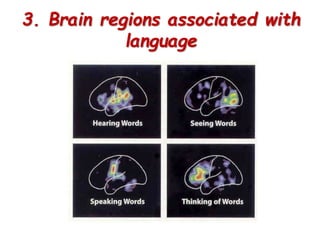 3. Brain regions associated with
language
 