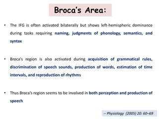 Broca’s Area:
• The IFG is often activated bilaterally but shows left-hemispheric dominance
during tasks requiring naming, judgments of phonology, semantics, and
syntax
• Broca’s region is also activated during acquisition of grammatical rules,
discrimination of speech sounds, production of words, estimation of time
intervals, and reproduction of rhythms
• Thus Broca’s region seems to be involved in both perception and production of
speech
-- Physiology (2005) 20: 60–69
 
