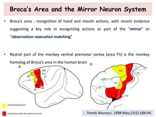 Broca’s Area and the Mirror Neuron System
• Broca’s area : recognition of hand and mouth actions, with recent evidence
suggesting a key role in recognizing actions as part of the “mirror” or
“observation–execution matching”
• Rostral part of the monkey ventral premotor cortex (area F5) is the monkey
homolog of Broca's area in the human brain
-- Trends Neurosci. 1998 May;21(5):188-94.
Orienting behavior
Interaction with the external world
 
