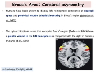 Broca’s Area: Cerebral asymmetry
• Humans have been shown to display left hemisphere dominance of neuropil
space and pyramidal neuron dendritic branching in Broca’s region (Schenker et
al., 2007)
• The cytoarchitectonic areas that comprise Broca’s region (BA44 and BA45) have
a greater volume in the left hemisphere as compared with the right in humans
(Amunts et al., 1999)
-- Physiology, 2005 (20); 60-69
 