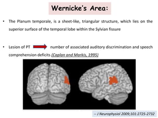 • The Planum temporale, is a sheet-like, triangular structure, which lies on the
superior surface of the temporal lobe within the Sylvian fissure
• Lesion of PT number of associated auditory discrimination and speech
comprehension deficits (Caplan and Markis, 1995)
Wernicke’s Area:
-- J Neurophysiol 2009;101:2725-2732
 