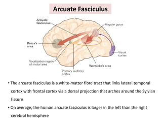 Arcuate Fasciculus
• The arcuate fasciculus is a white-matter fibre tract that links lateral temporal
cortex with frontal cortex via a dorsal projection that arches around the Sylvian
fissure
• On average, the human arcuate fasciculus is larger in the left than the right
cerebral hemisphere
 
