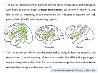 • The cortical terminations of humans differed from chimpanzees and macaques,
with humans having much stronger terminations posteriorly, in the MTG and
ITG, as well as anteriorly, in pars opercularis (BA 44), pars triangularis (BA 45),
pars orbitalis (BA 47) and surrounding regions
• This raises the possibility that the expanded pathway in humans supports the
transmission of word-meaning information stored in the MTG and angular gyrus
to pars triangularis and orbitalis for both sentence comprehension and sentence
construction during spontaneous speech
-- Nature Neuroscience (2008) 11, 426 – 428
 