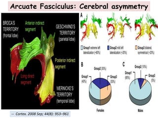 -- Cortex. 2008 Sep; 44(8): 953–961
Arcuate Fasciculus: Cerebral asymmetry
 