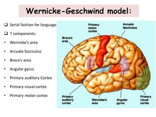 Wernicke-Geschwind model:
 Serial fashion for language processing.
 7 components:
• Wernicke’s area
• Arcuate fasciculus
• Broca’s area
• Angular gyrus
• Primary auditory Cortex
• Primary visual cortex
• Primary motor cortex
 