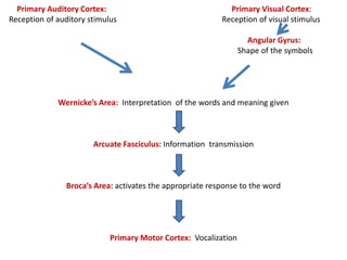 Primary Auditory Cortex: Primary Visual Cortex:
Reception of auditory stimulus Reception of visual stimulus
Angular Gyrus:
Shape of the symbols
Wernicke’s Area: Interpretation of the words and meaning given
Arcuate Fasciculus: Information transmission
Broca’s Area: activates the appropriate response to the word
Primary Motor Cortex: Vocalization
 