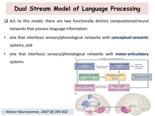 Dual Stream Model of Language Processing
 A/c to this model, there are two functionally distinct computational/neural
networks that process language information:
• one that interfaces sensory/phonological networks with conceptual-semantic
systems, and
• one that interfaces sensory/phonological networks with motor-articulatory
systems
-- Nature Neuroscience, 2007 (8) 393-402
 