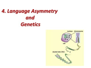 4. Language Asymmetry
and
Genetics
 