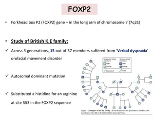 FOXP2
• Forkhead box P2 (FOXP2) gene – in the long arm of chromosome 7 (7q31)
• Study of British K.E family:
 Across 3 generations, 15 out of 37 members suffered from ‘Verbal dyspraxia’ -
orofacial movement disorder
 Autosomal dominant mutation
 Substituted a histidine for an arginine
at site 553 in the FOXP2 sequence
 