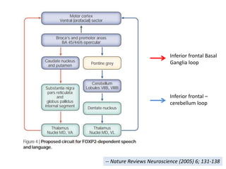 Inferior frontal Basal
Ganglia loop
Inferior frontal –
cerebellum loop
-- Nature Reviews Neuroscience (2005) 6; 131-138
 