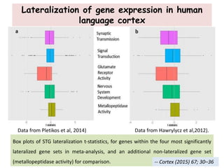 Lateralization of gene expression in human
language cortex
Data from Pletikos et al, 2014) Data from Hawrylycz et al,2012).
Box plots of STG lateralization t-statistics, for genes within the four most significantly
lateralized gene sets in meta-analysis, and an additional non-lateralized gene set
(metallopeptidase activity) for comparison. -- Cortex (2015) 67; 30–36
 