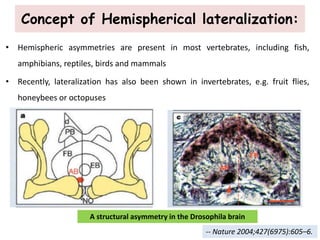 • Hemispheric asymmetries are present in most vertebrates, including fish,
amphibians, reptiles, birds and mammals
• Recently, lateralization has also been shown in invertebrates, e.g. fruit flies,
honeybees or octopuses
Concept of Hemispherical lateralization:
A structural asymmetry in the Drosophila brain
-- Nature 2004;427(6975):605–6.
 