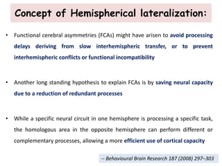 • Functional cerebral asymmetries (FCAs) might have arisen to avoid processing
delays deriving from slow interhemispheric transfer, or to prevent
interhemispheric conflicts or functional incompatibility
• Another long standing hypothesis to explain FCAs is by saving neural capacity
due to a reduction of redundant processes
• While a specific neural circuit in one hemisphere is processing a specific task,
the homologous area in the opposite hemisphere can perform different or
complementary processes, allowing a more efficient use of cortical capacity
Concept of Hemispherical lateralization:
-- Behavioural Brain Research 187 (2008) 297–303
 
