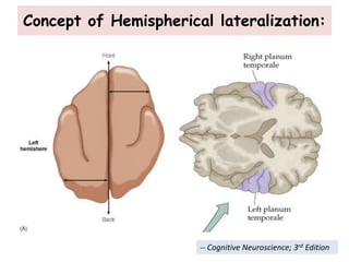 Concept of Hemispherical lateralization:
-- Cognitive Neuroscience; 3rd Edition
 