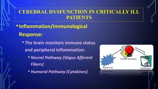 CEREBRAL DYSFUNCTION IN CRITICALLY ILL
PATIENTS
•Inflammation/Immunological
Response:
•The brain monitors immune status
and peripheral inflammation:
• Neural Pathway (Vagus Afferent
Fibers)
• Humoral Pathway (Cytokines)
 