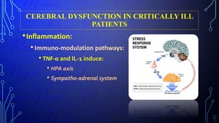 CEREBRAL DYSFUNCTION IN CRITICALLY ILL
PATIENTS
•Inflammation:
•Immuno-modulation pathways:
• TNF-α and IL-1 induce:
• HPA axis
• Sympatho-adrenal system
 